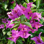 Bougainvillea pyramide bloei
